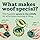WOOF Pupsicle – Green | Refillable Treat Toy for Dogs - LARGE | BEST SELLER