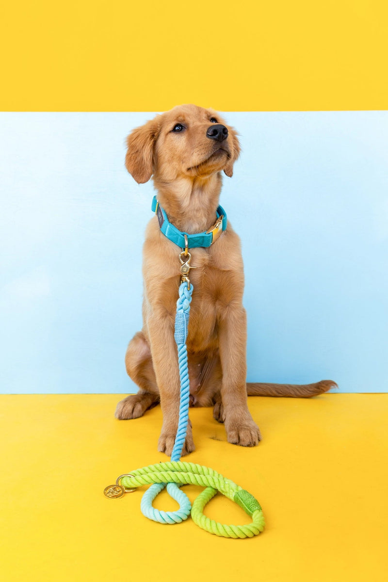 Alexandria Rope Dog Leash | Dog Leash | Blue Ombre Leash - American PuppyPink Papyrus